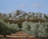 Oliviers près de Maussane les Alpilles Oliviers près de Maussane les Alpilles